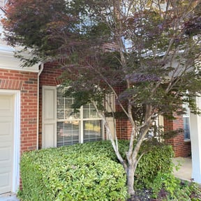 Bush Trimming by Cooley&#039;s lawn care reviewed on August 4, 2023