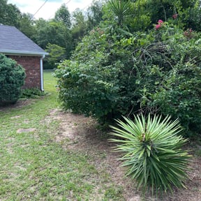 Bush Trimming by Green T's Lawn & Landscape reviewed on August 17, 2025