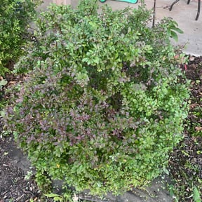 Bush Trimming by Royal Heritage Pressure Washing reviewed on November 18, 2025