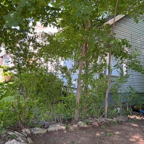 Bush Trimming by Mow-Town reviewed on October 23, 2025