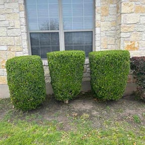 Bush Trimming by Ras property Management reviewed on November 24, 2025