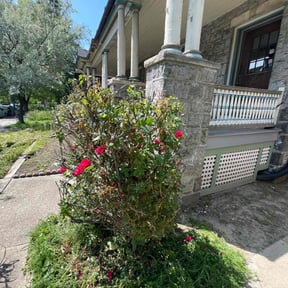 Bush Trimming by The Lawn Cypress reviewed on August 13, 2025