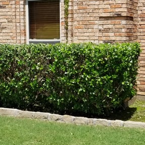 Bush Trimming by Affordable lawn and trim reviewed on August 17, 2025