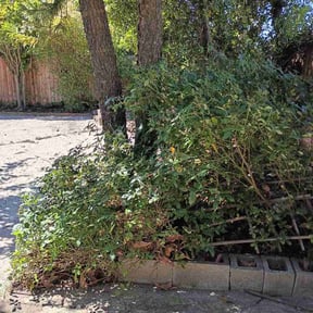 Bush Trimming by Grass Be Gone reviewed on June 26, 2026
