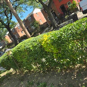 grass maintenance by Felo Pride lawn services reviewed on May 3, 2024