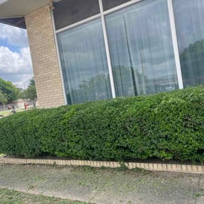 Bush Trimming by JCB Lawn Service reviewed on June 9, 2026