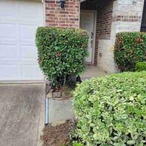 Bush Trimming by Mott&#039;s lawns reviewed on July 30, 2020