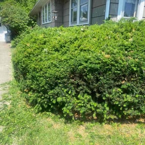 Bush Trimming by Araujo's landscaping reviewed on August 16, 2025