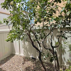 Bush Trimming by Molinas Landscaping reviewed on May 24, 2026