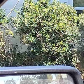 Bush Trimming by Yard Dr. LLC reviewed on August 17, 2025