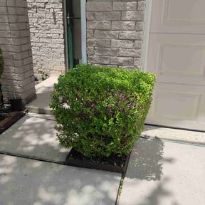 Bush Trimming by Mozelle Lawncare reviewed on August 19, 2025