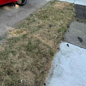 Bush Trimming by Smchomeimprovement LLC reviewed on July 27, 2026
