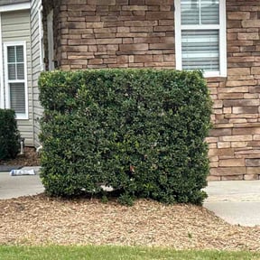 Bush Trimming by Owen Lawn Service reviewed on June 18, 2026