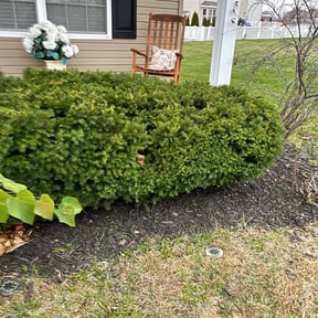Bush Trimming by Tony's lawn services/Plowing reviewed on August 14, 2025