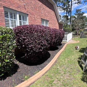 Bush Trimming by Ibarra Landscaping reviewed on August 20, 2025