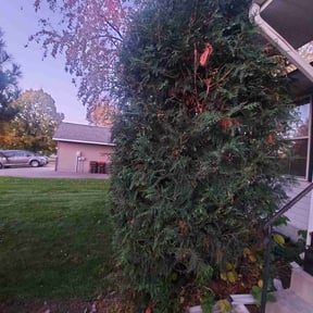 Bush Trimming by Rocky's Lawn Care reviewed on October 18, 2025