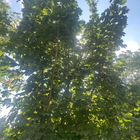 Bush Trimming by Family Man Landscaping reviewed on November 10, 2025