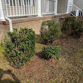 Bush Trimming by Father Daughter and Sons Lawn Care reviewed on August 20, 2025