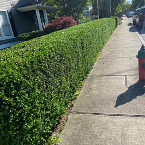 Bush Trimming by Greenblade Mowing reviewed on August 20, 2025