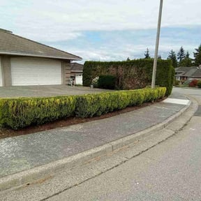 Bush Trimming by Watson enterprises dba Dependable services reviewed on August 14, 2025