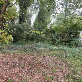 Bush Trimming by MTB lawn care reviewed on August 15, 2025