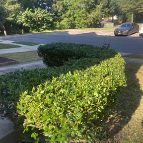 Bush Trimming by CNR Landscaping reviewed on November 9, 2025