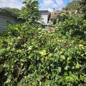 Bush Trimming by Just Right Home Repair & Landscaping reviewed on August 16, 2025