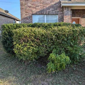 Bush Trimming by Rainier View Landscape Services reviewed on August 15, 2025
