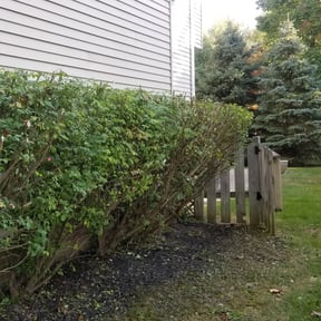 Bush Trimming by Copperfield Lawn reviewed on August 17, 2025