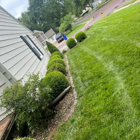 Bush Trimming by Smack Down lawns and tractor services reviewed on August 15, 2025