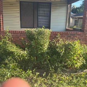 Bush Trimming by Tim's lawn service reviewed on November 22, 2025