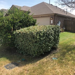 Bush Trimming by JohnRobert Lawn&Garden reviewed on August 15, 2025