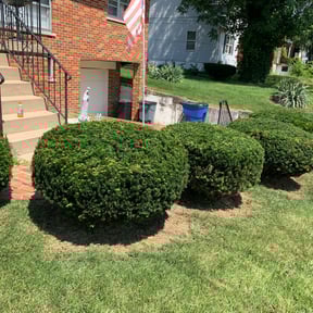 Bush Trimming by A Cut Above Lawn & Landscaping reviewed on August 15, 2025