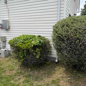 Bush Trimming by Lawn Monsterz reviewed on May 8, 2026