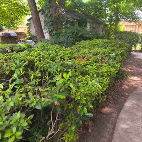 Bush Trimming by Mustard Seed Mowing reviewed on July 27, 2026