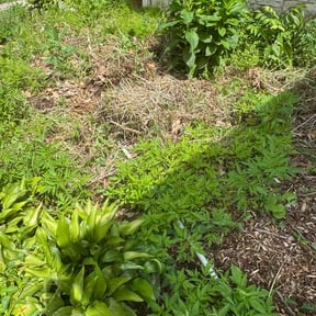 Bush Trimming by David's Lawn Care reviewed on June 6, 2026