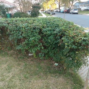 Bush Trimming by Cross County Lawn and Landscape reviewed on August 14, 2025