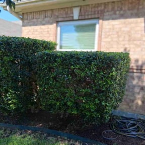 Bush Trimming by Mts mowing and tree service reviewed on August 15, 2025