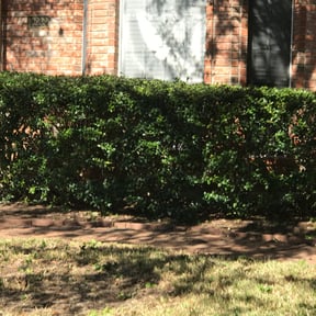 Bush Trimming by Ron's lawn care reviewed on August 18, 2025