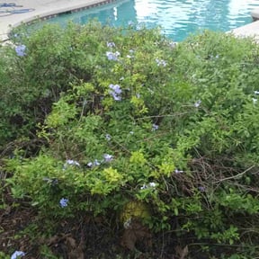 Bush Trimming by Yard Solutions reviewed on August 20, 2025