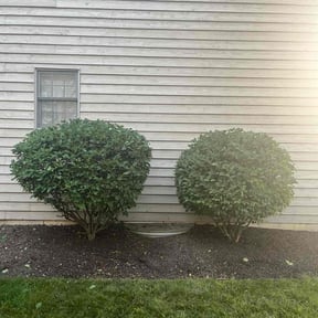 Bush Trimming by F&amp;M LAWNCARE reviewed on October 21, 2025