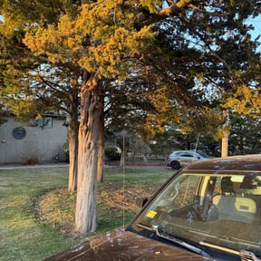 Leaf Removal by KB elite improvement LLC reviewed on April 11, 2026
