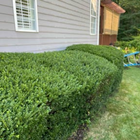 Bush Trimming by Lawn in Order reviewed on August 18, 2025