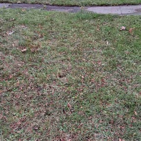 Leaf Removal by Kyleco reviewed on November 23, 2025