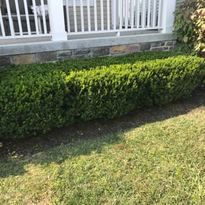 Bush Trimming by Ramirez Hernandez Landscape reviewed on August 15, 2025