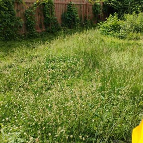 Leaf Removal by On Point lawn care service reviewed on June 4, 2026