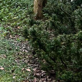 Bush Trimming by Kickin' Your Grass reviewed on August 19, 2025