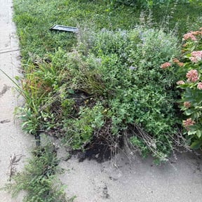 Bush Trimming by Roldan Lawn Services LLC reviewed on October 18, 2025