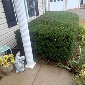 Bush Trimming by Country Cuts Landscapes &amp; Renovations  reviewed on November 5, 2025