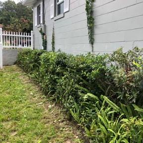 Bush Trimming by Lawn and Beyond reviewed on August 15, 2025